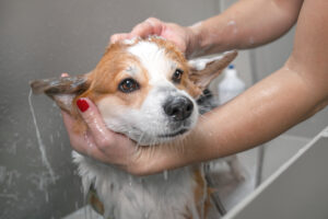 Dog with shiny, healthy coat after bath