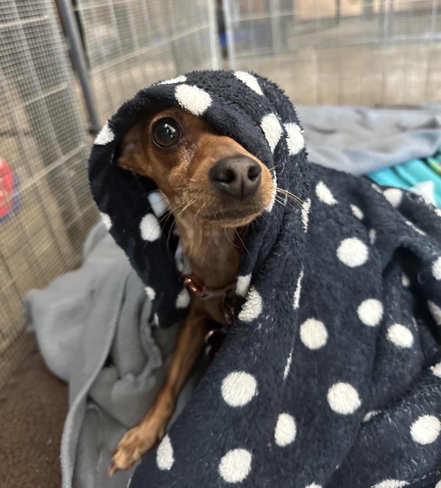 Dog enjoying comfortable rest area at The Canine Outpost
