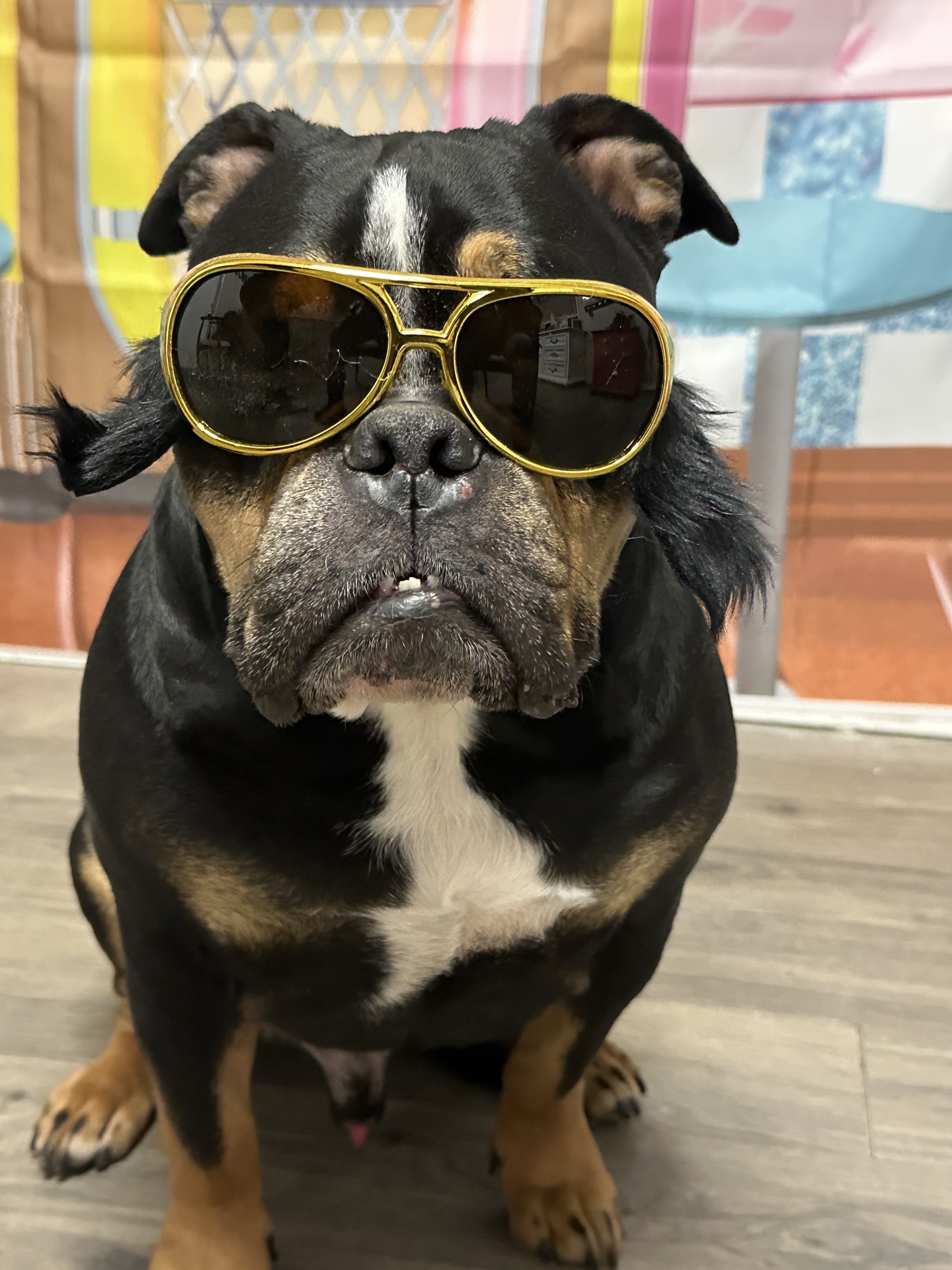 Staff caring for a happy dog