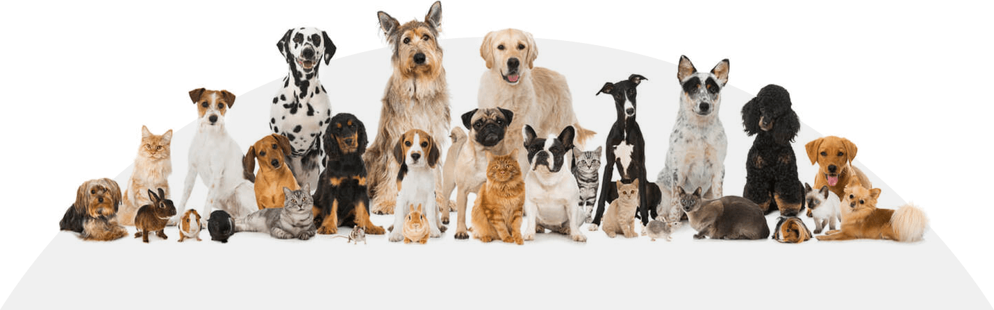 Happy dogs at The Canine Outpost